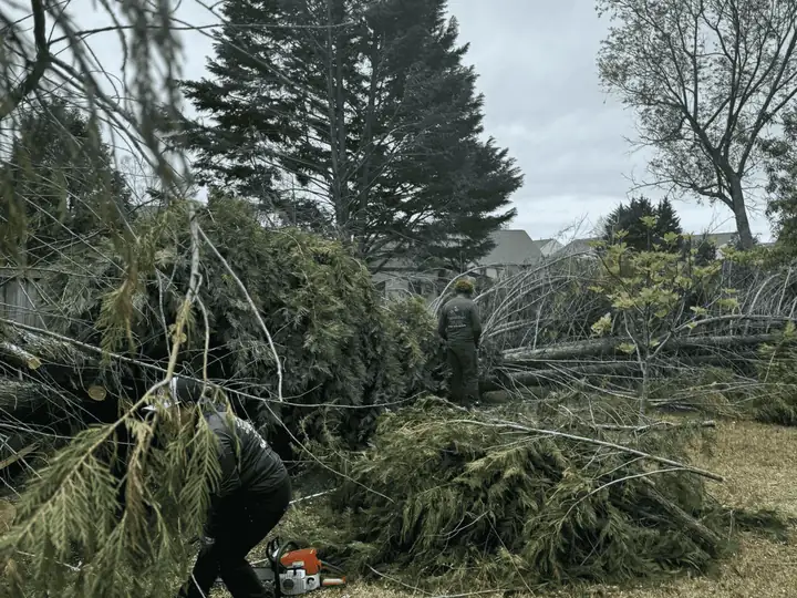 Brush Clearing