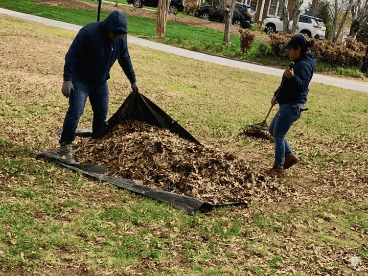 Leaf Cleanup