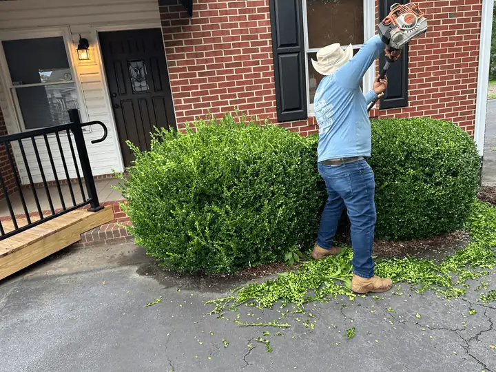 Hedge Removal & Trimming
