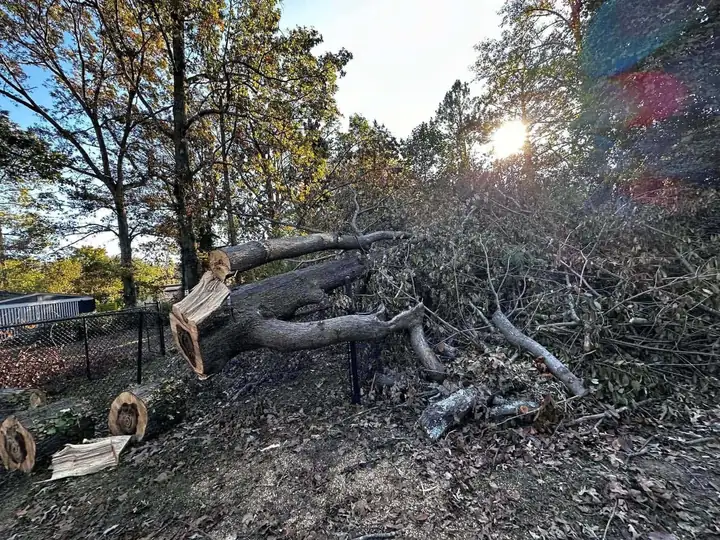 Tree Removal & Tree Services